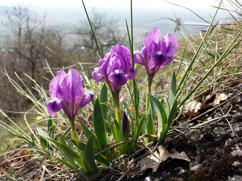 Dwarf Iris