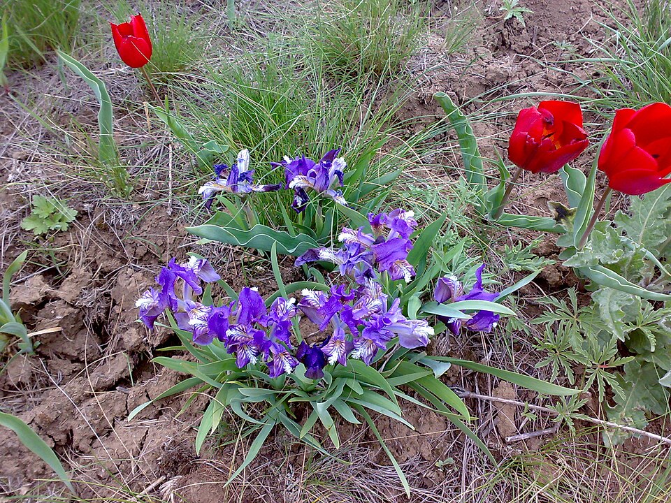 Dwarf Iris photo 4