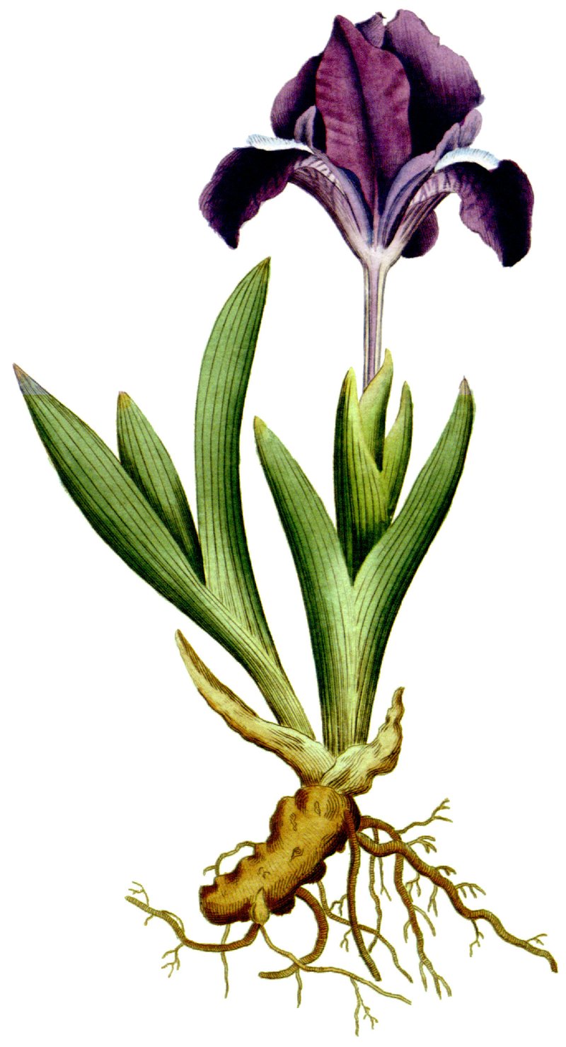Dwarf Iris photo 5