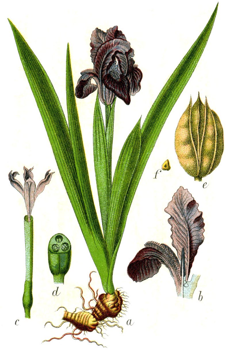 Dwarf Iris photo 6