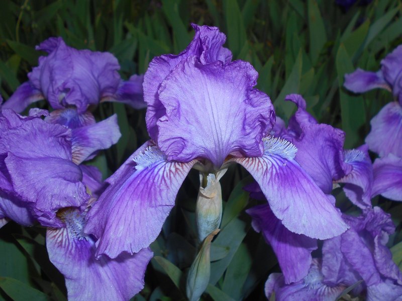Dwarf Iris photo 8