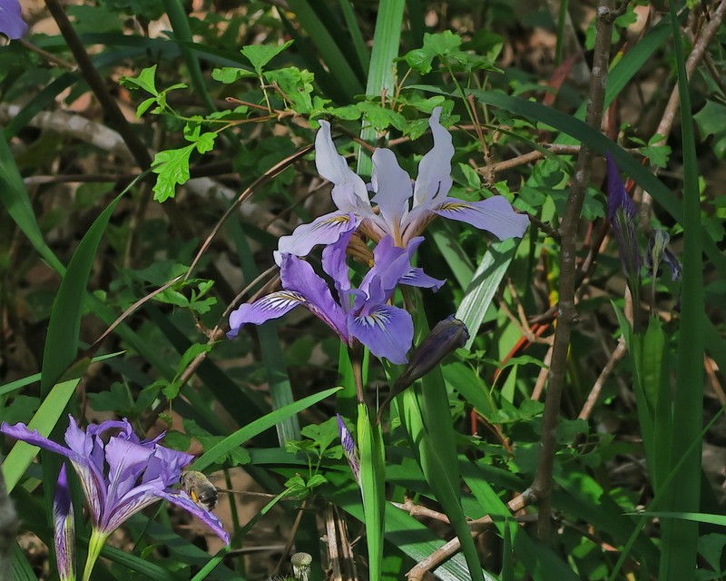 Purdy's Iris photo 3