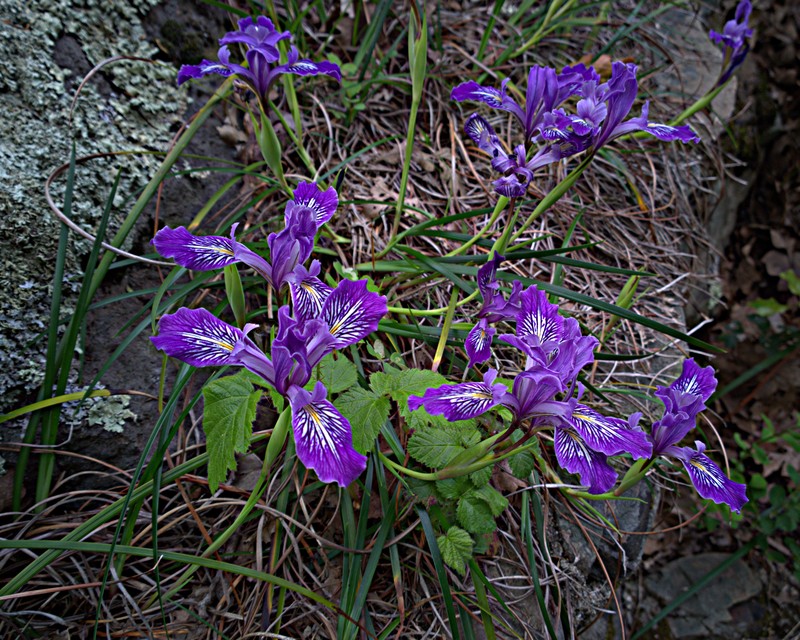 Purdy's Iris photo 4