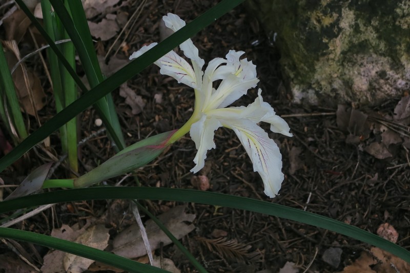 Purdy's Iris photo 5