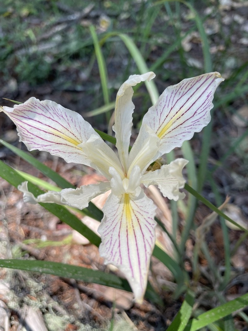 Purdy's Iris