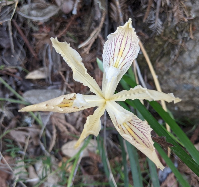 Purdy's Iris photo 2