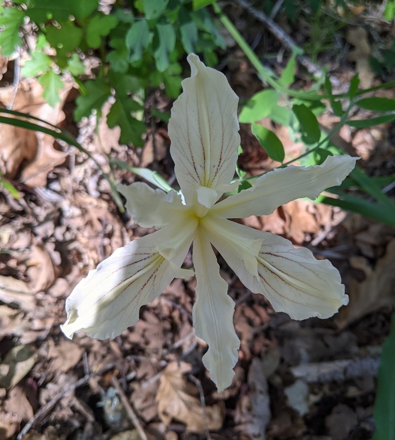 Purdy's Iris photo 3
