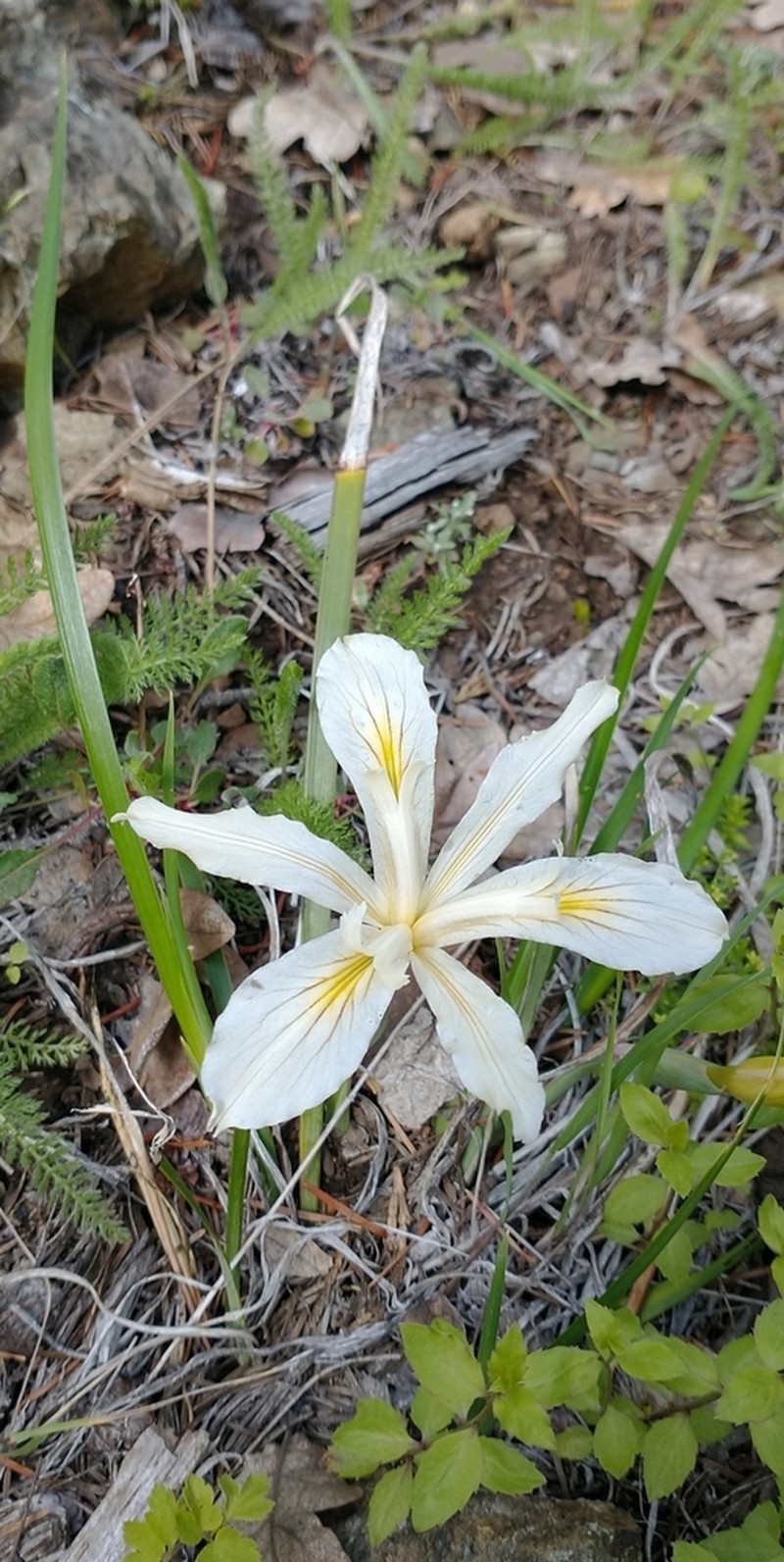 Purdy's Iris photo 4