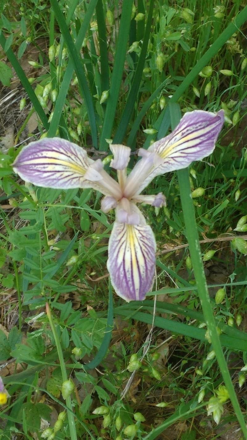 Purdy's Iris photo 5
