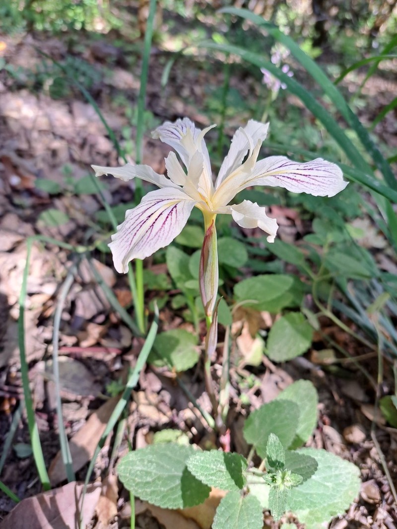 Purdy's Iris photo 6