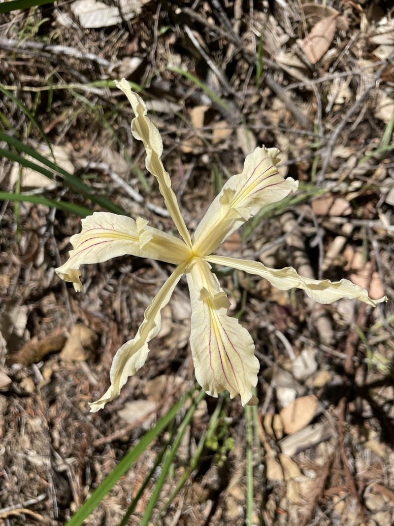 Purdy's Iris photo 7