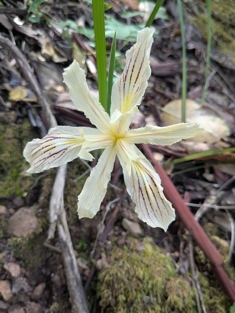 Purdy's Iris photo 8