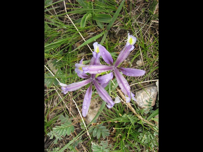Iris qinghainica
