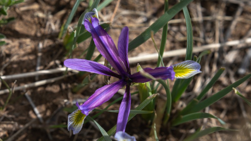 Iris qinghainica photo 2