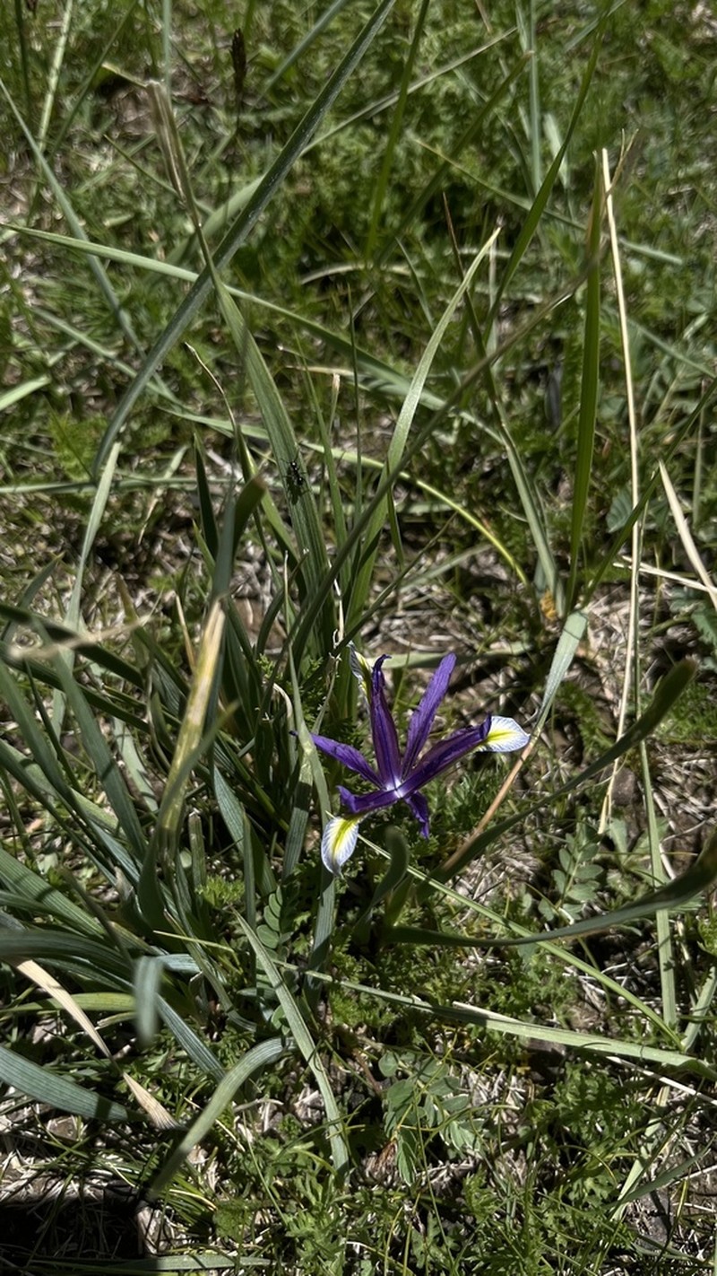 Iris qinghainica photo 3