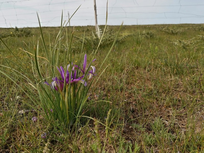 Iris qinghainica photo 4