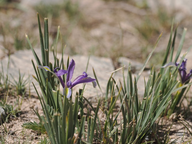 Iris qinghainica photo 5