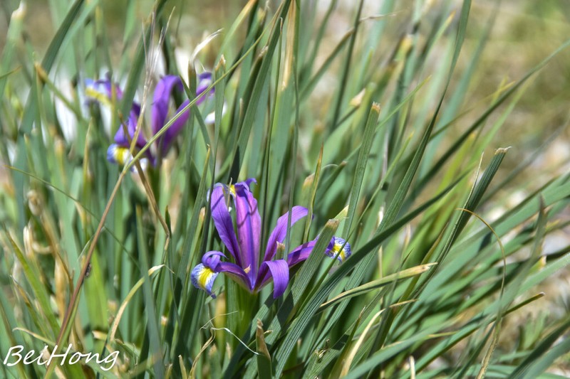 Iris qinghainica photo 7
