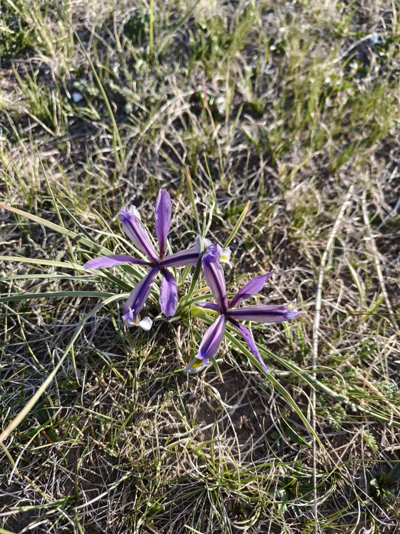 Iris qinghainica photo 8