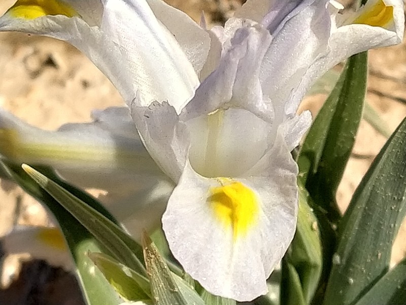 Iris regis-uzziae photo 2
