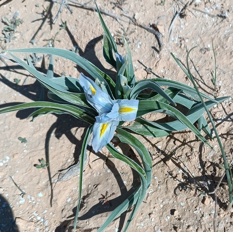 Iris regis-uzziae photo 3