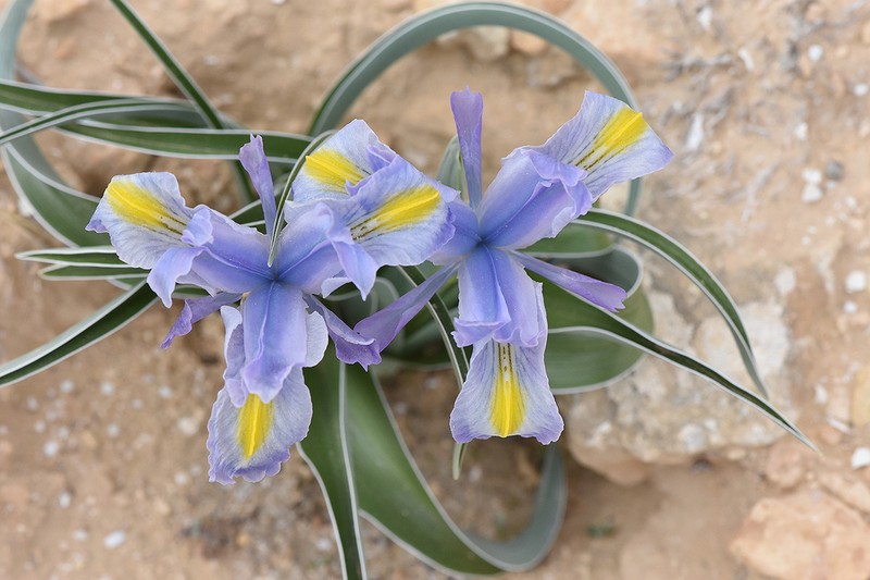Iris regis-uzziae photo 4