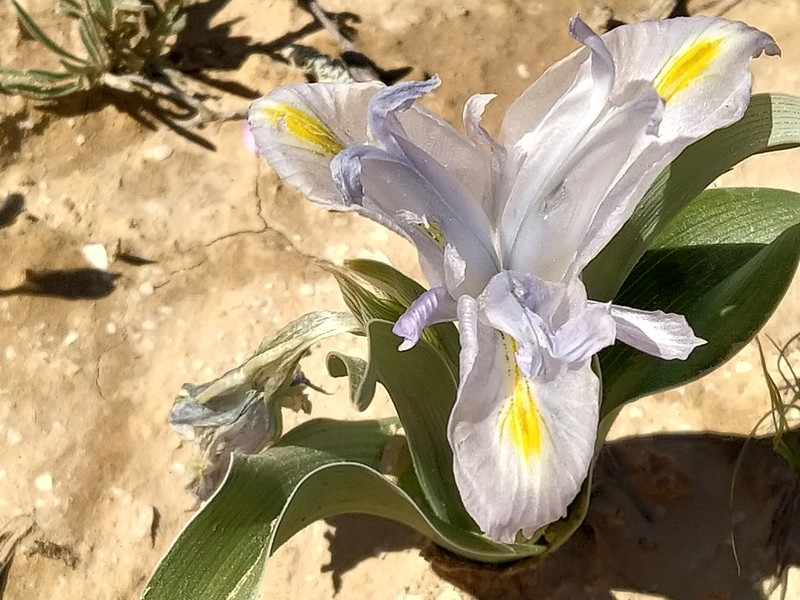 Iris regis-uzziae photo 5