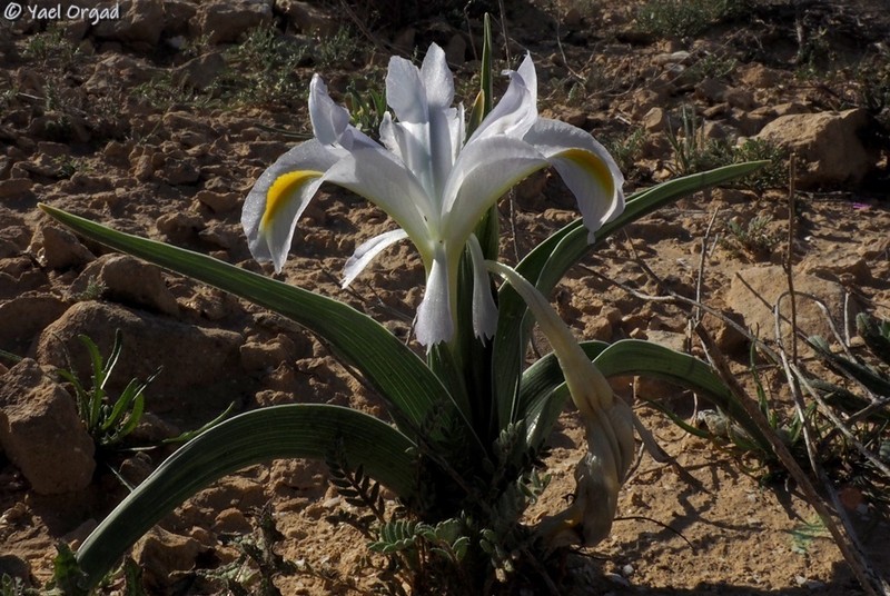 Iris regis-uzziae photo 6