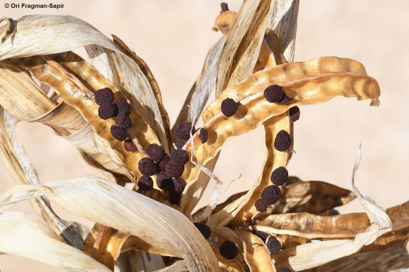 Iris regis-uzziae photo 7