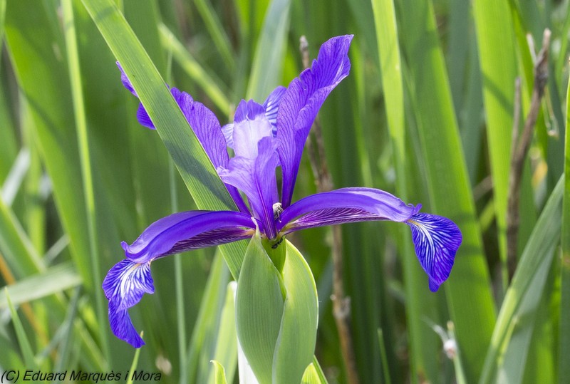 Iris reichenbachiana