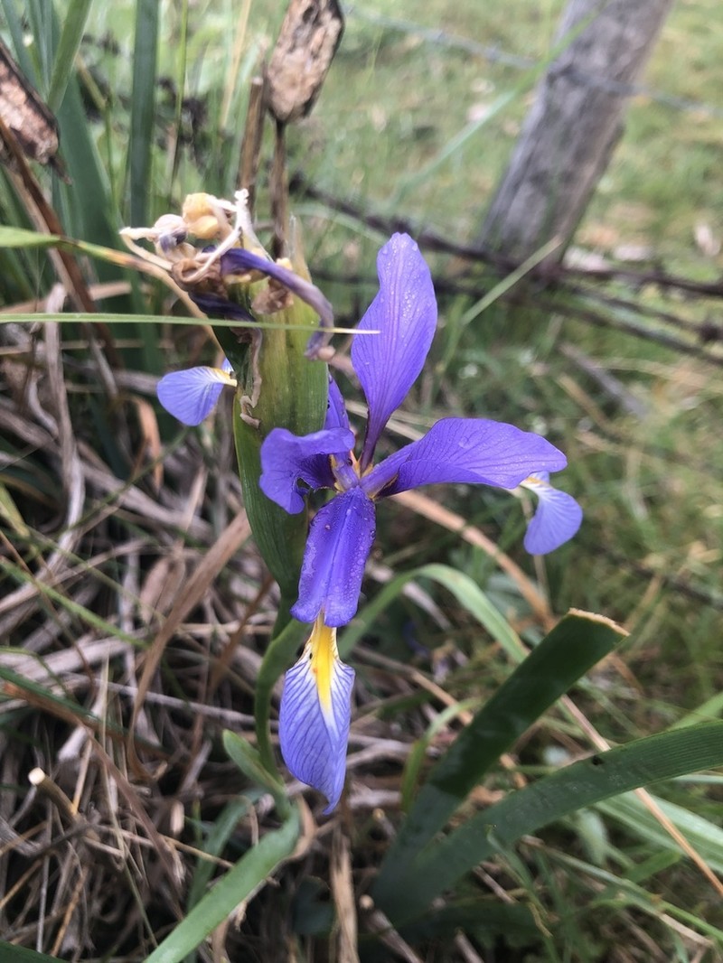 Iris reichenbachiana photo 2