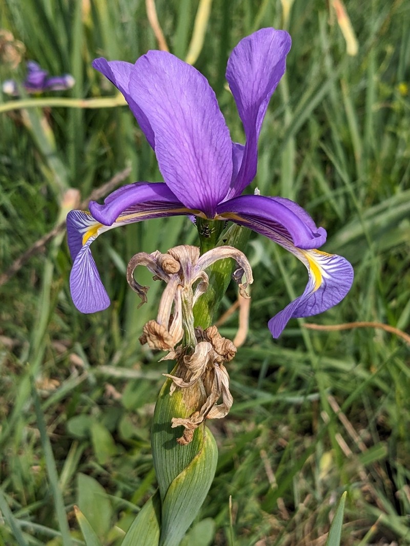 Iris reichenbachiana photo 3