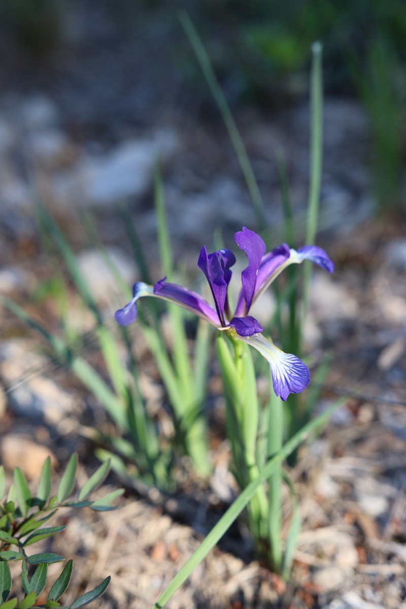 Iris reichenbachiana photo 4
