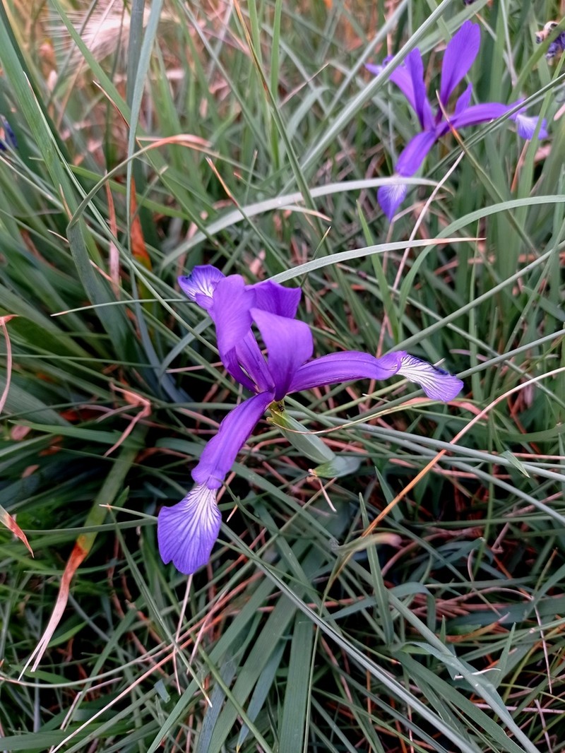 Iris reichenbachiana photo 5