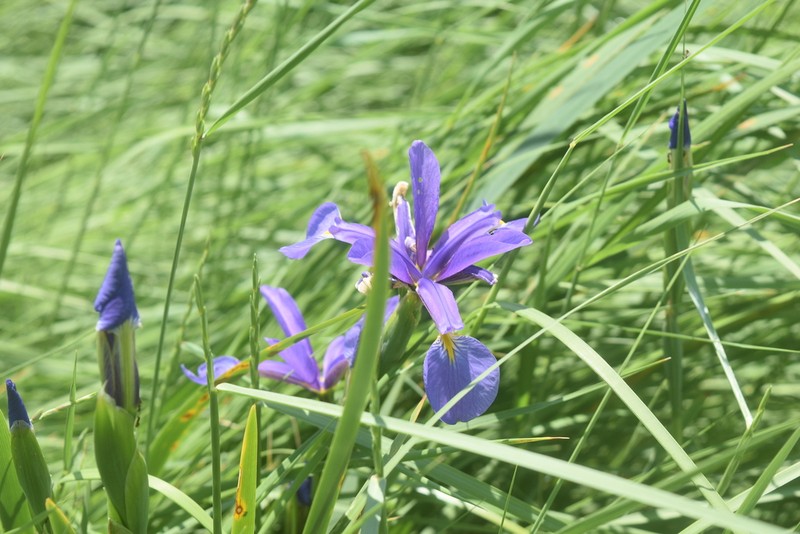 Iris reichenbachiana photo 6