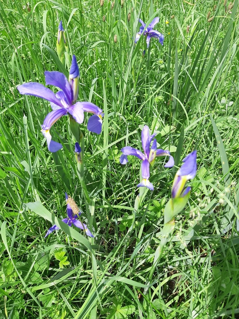 Iris reichenbachiana photo 7
