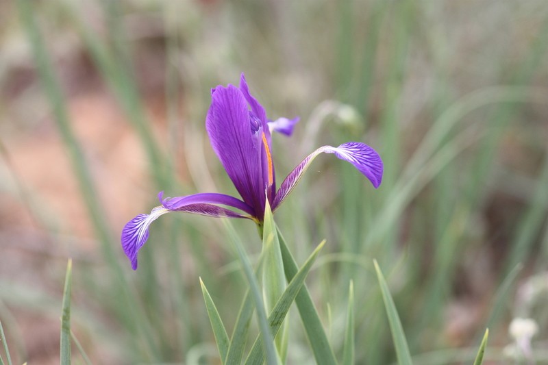 Iris reichenbachiana photo 8