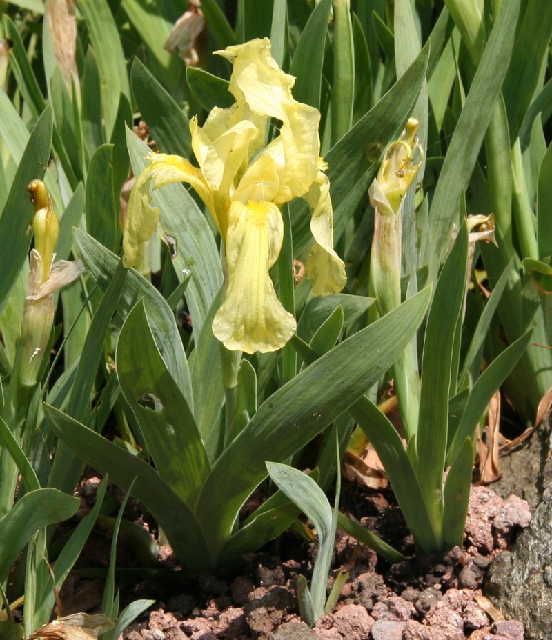 Iris reichenbachii