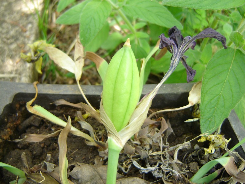 Iris reichenbachii photo 2