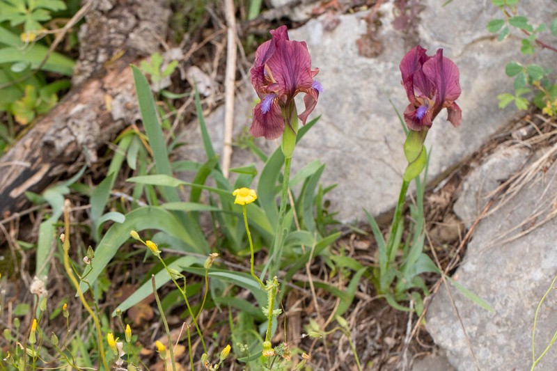 Iris reichenbachii photo 3