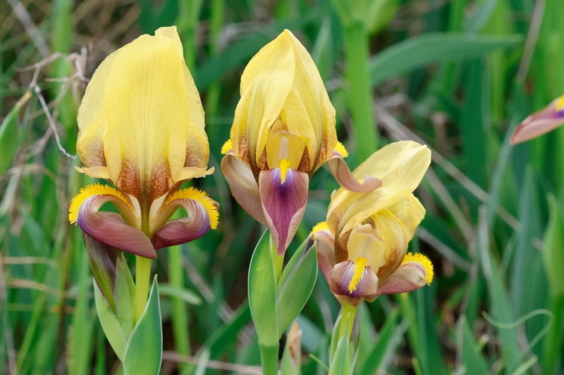 Iris reichenbachii photo 4