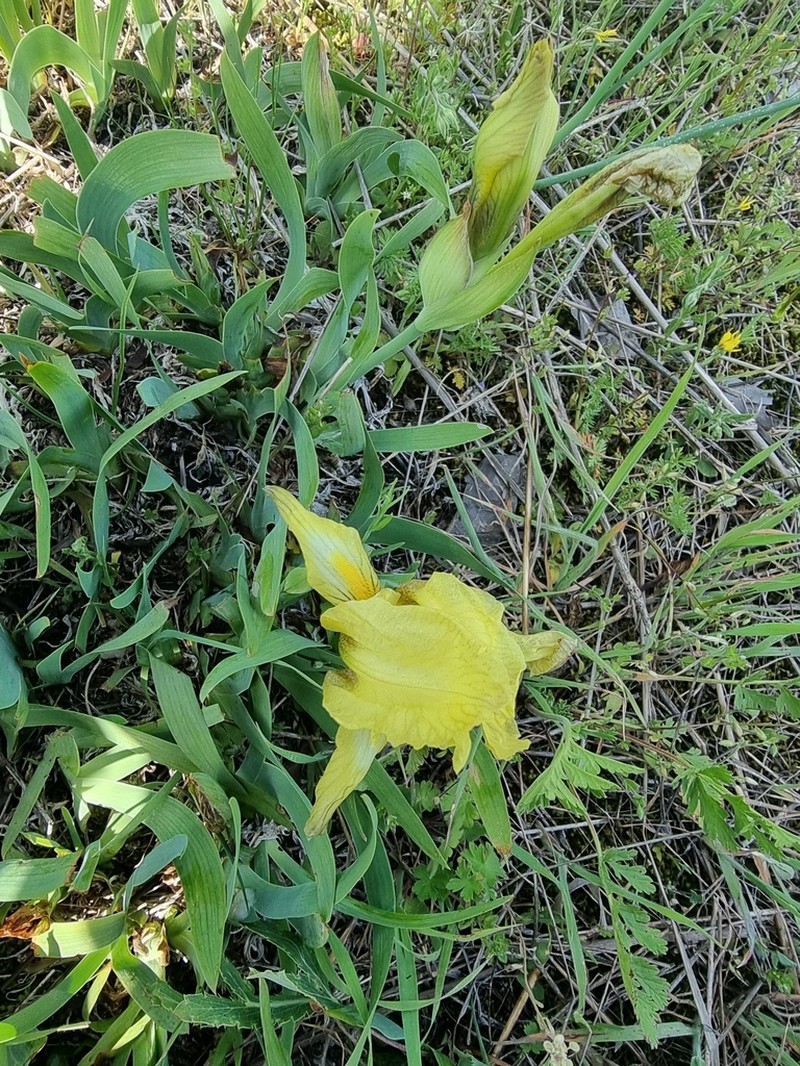 Iris reichenbachii photo 5