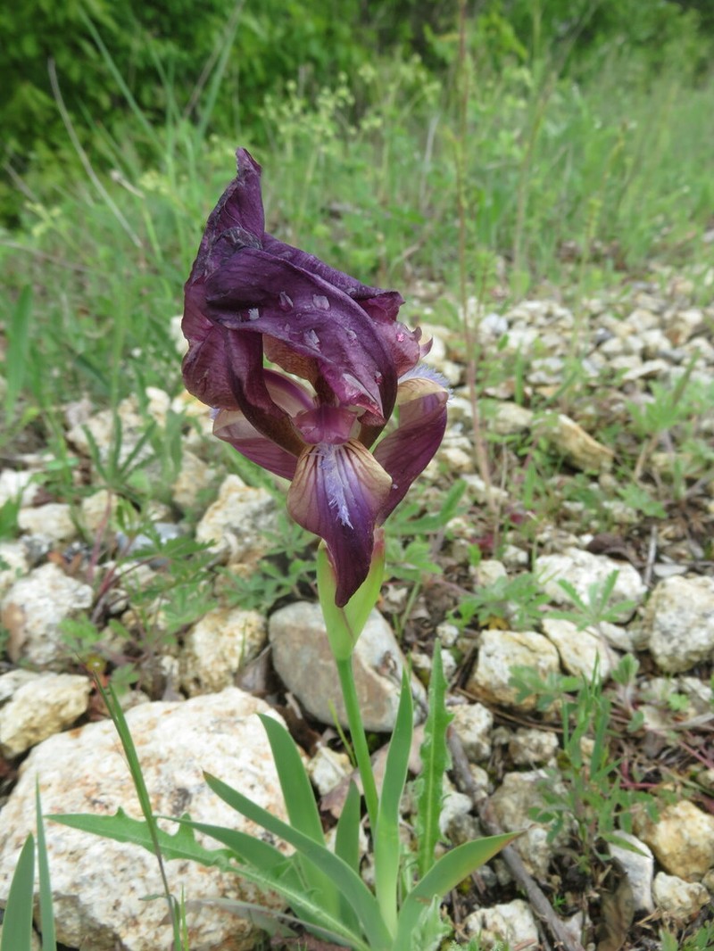 Iris reichenbachii photo 6