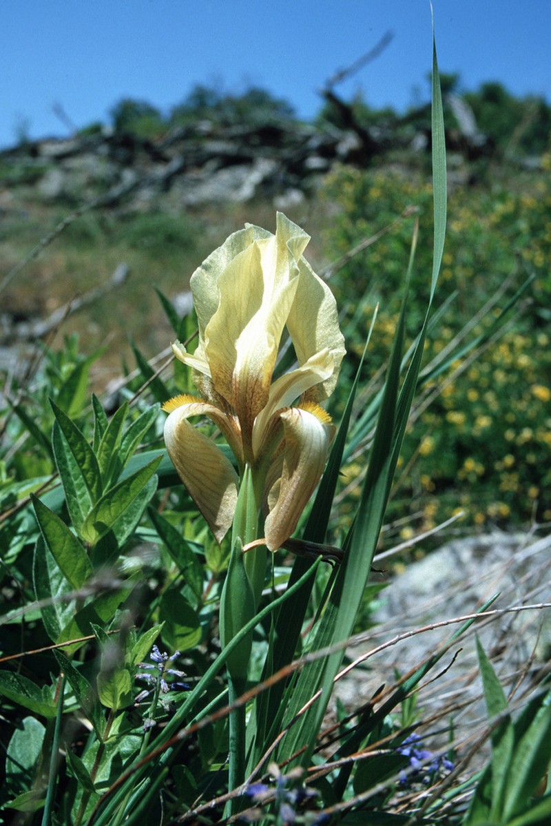 Iris reichenbachii photo 7