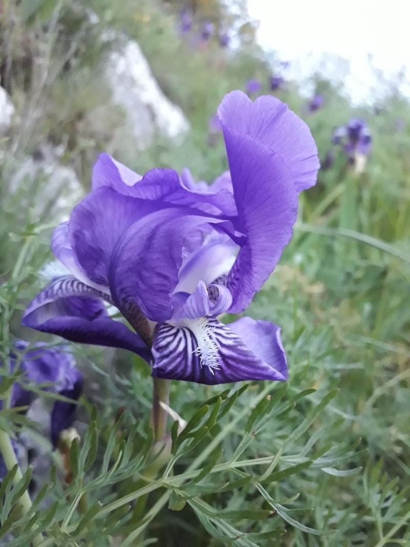Iris relicta photo 2