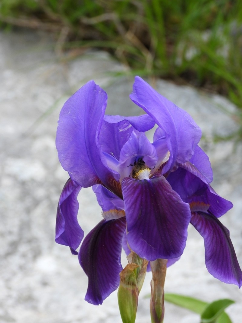 Iris relicta photo 4