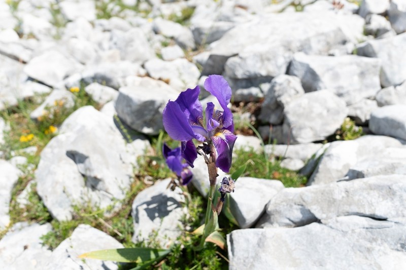 Iris relicta photo 5