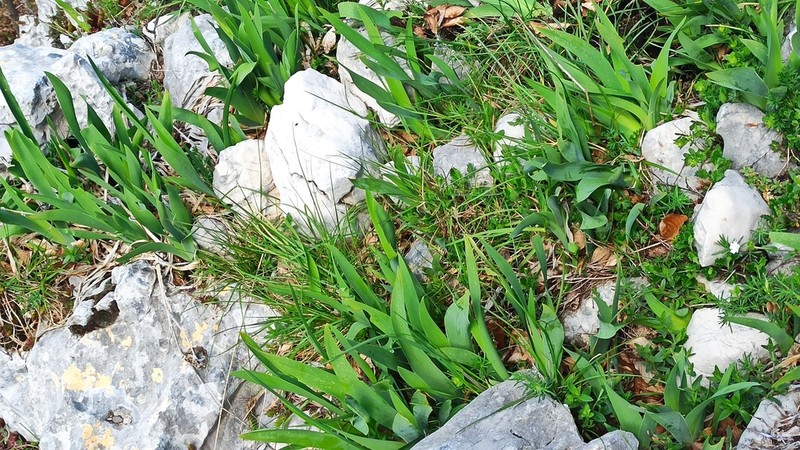Iris relicta photo 6