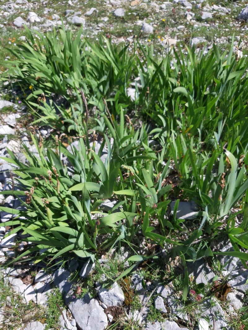 Iris relicta photo 7