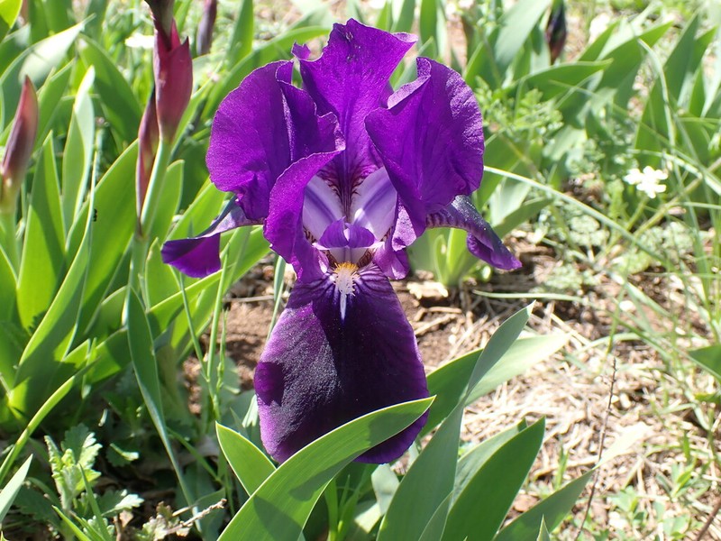 Iris relicta photo 8